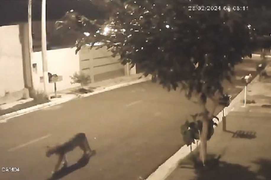 Mulher sai para trabalhar e dá de cara com onça-parda no portão, no interior de SP