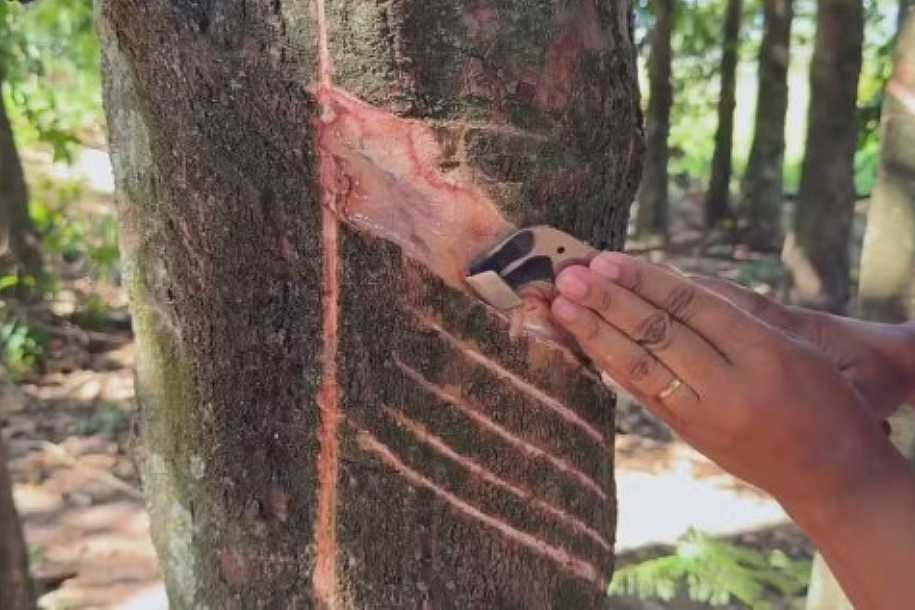 Falta de mão de obra leva produtores a investir em cursos de sangria no interior de SP