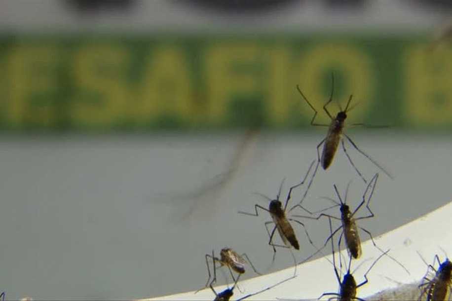 Com aumento de chuvas, Butantan alerta para cuidados com dengue