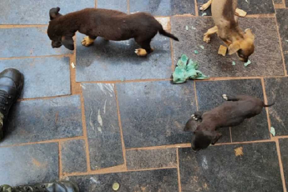 PM Ambiental prende homem em flagrante por maus-tratos de 5 filhotes de cães