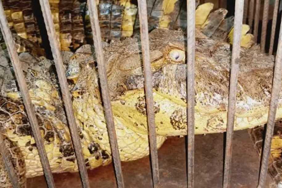 Jacaré é capturado após ser encontrado em rua no interior de SP