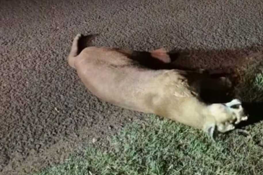 Onça-parda atropelada em rodovia de Araçatuba tinha projéteis no crânio, aponta necropsia