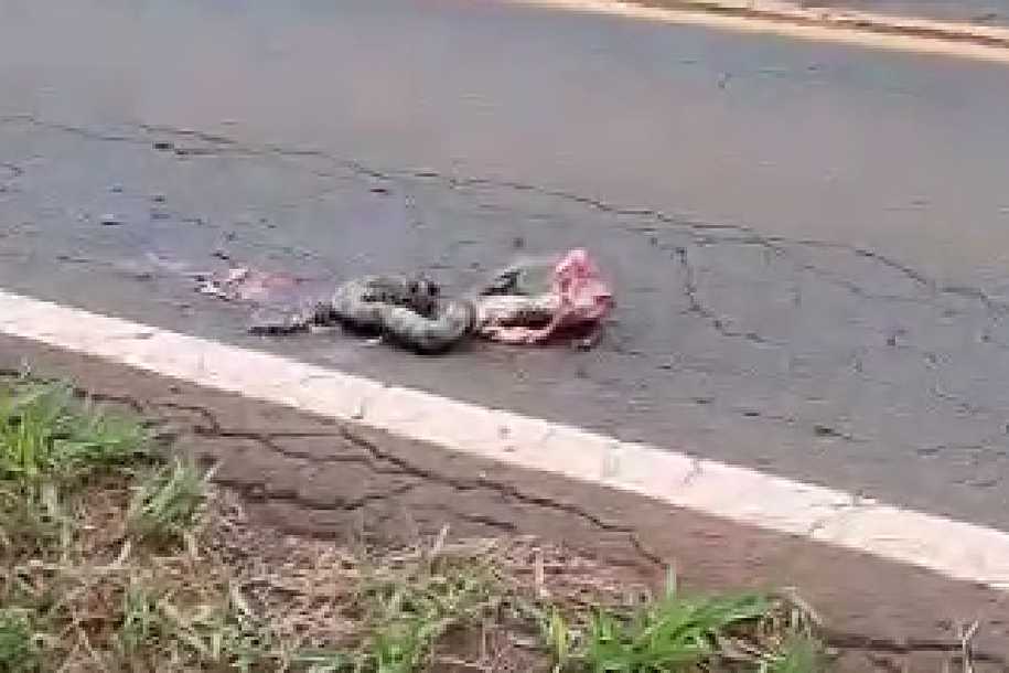 Sucuri morre ao ser atropelada na Euphly Jalles, próximo a Palmeira d´Oeste