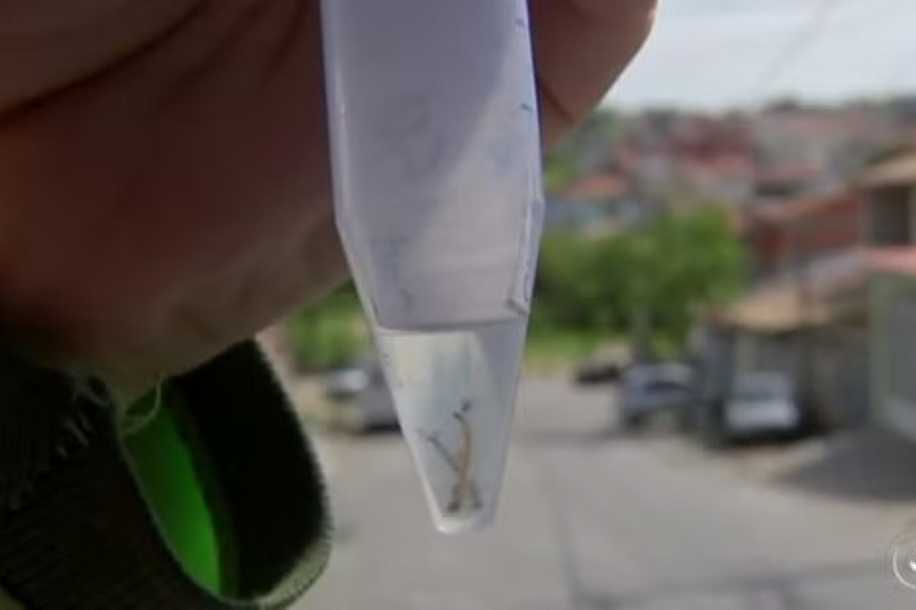Araçatuba concentra as únicas mortes por chikungunya em SP, diz Saúde