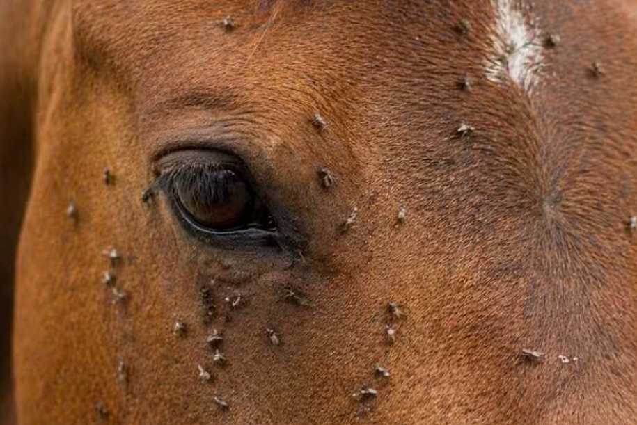 Mosca do estábulo ou mosca da cana: fórmula natural surpreende criadores