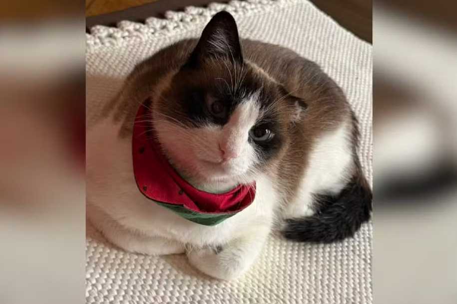 Lambedura, mudanças na alimentação e apego: entenda os sinais de desconforto ou dor nos pets