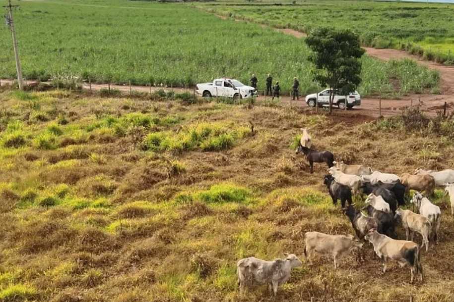 Cabeças de gado furtadas de fazenda são recuperadas pela polícia