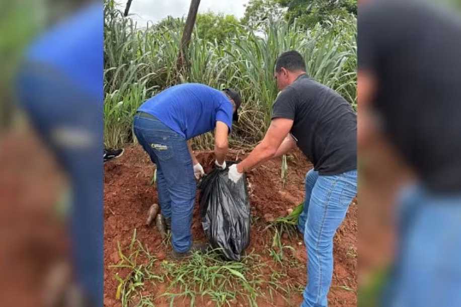 Corpo de cachorro vira-lata que morreu ao ser golpeado com capacete na cabeça é recolhido após tutor informar verdadeiro local do enterro