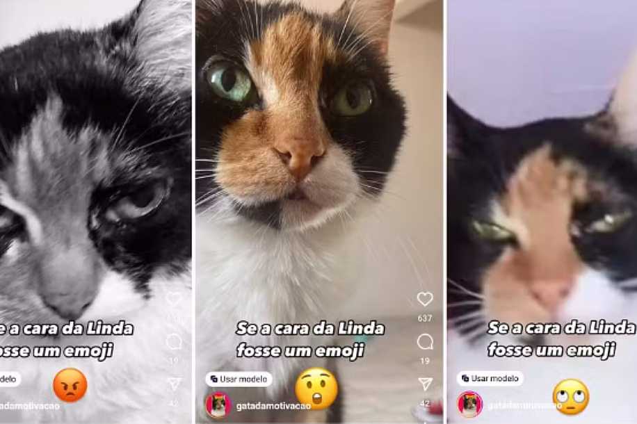 Das ruas à fama: conheça Linda, a gata idosa que virou a ´influencer´ da motivação