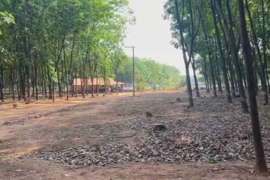 Idoso é internado após ser atacado por tamanduá no interior de SP
