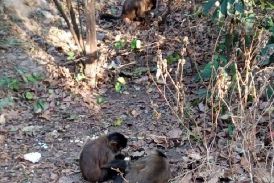 Macacos resgatados com sinais de intoxicação morrem em Rio Preto