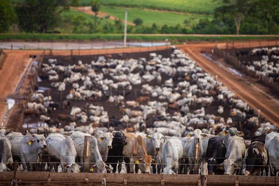 Projeto de redução de gases de efeito estufa em produção bovina é lançado em Rio Preto