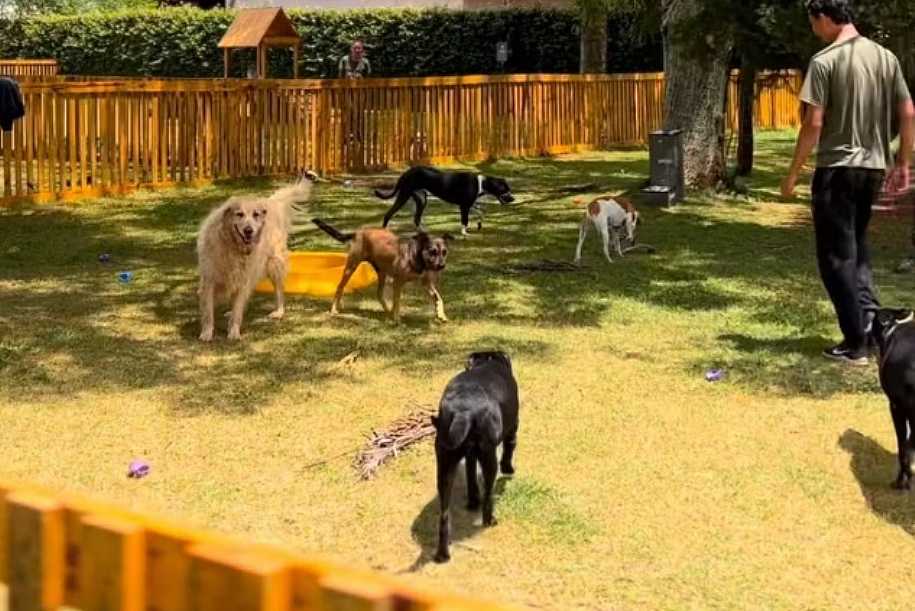 Hotéis de pets estão com 80% da ocupação reservada para o fim do ano; veja dicas para escolher acomodação certa