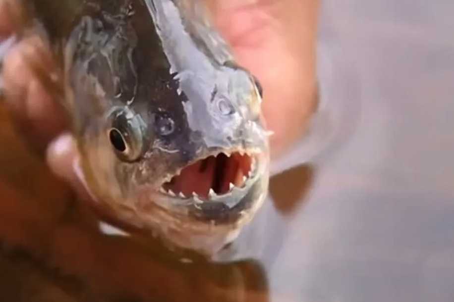 Após mais de 10 banhistas serem atacados por piranhas, prefeitura interdita prainha no interior de SP