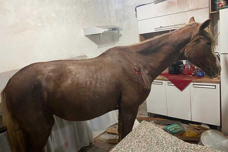 Cavalo cai de telhado e vai parar em cozinha de casa