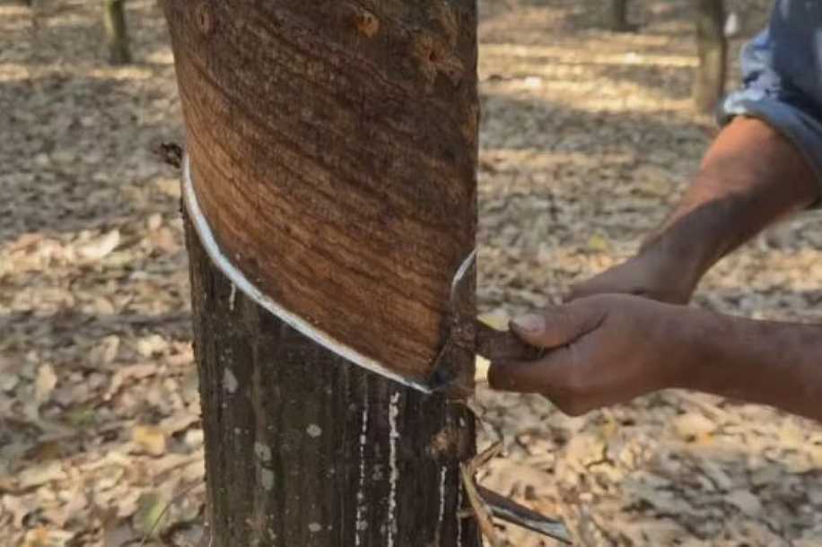 Falta de mão de obra afeta produção de borracha e limão e preocupa agricultores no noroeste de SP