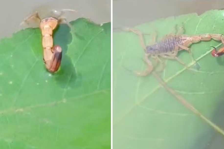 Escorpião pode nadar? Conheça espécie que resiste 48h debaixo d´água e que pode trazer riscos para o seu pet