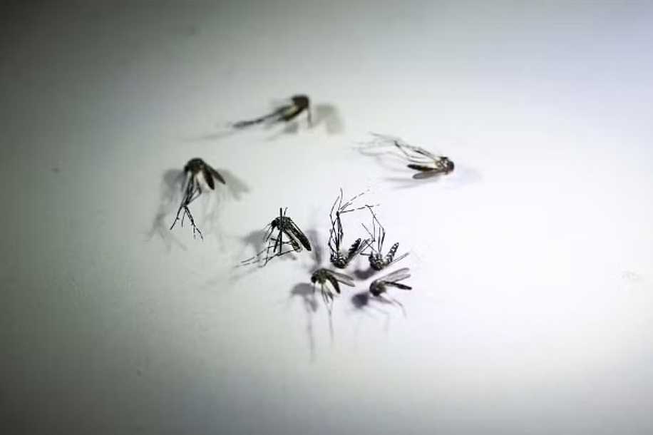 Fernandópolis e Severínia confirmam mortes por dengue