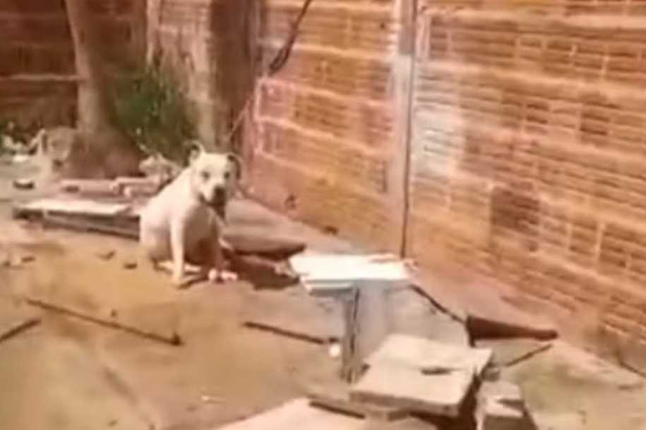 Pit bull morre após ser encontrado sob sol e preso pelo pescoço com cabo de carregador de celular