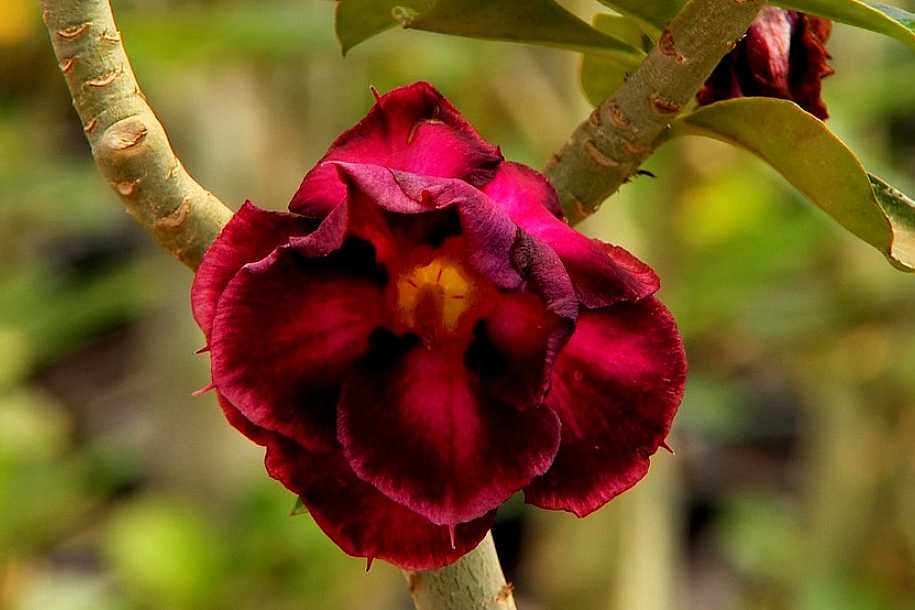 Produtor do noroeste paulista tem estufas com cerca de 600 mil rosas do deserto