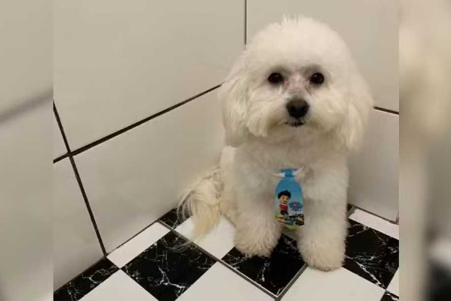 Tutora registra queixa contra pet shop após cachorro levado para banho ser devolvido morto no interior de SP