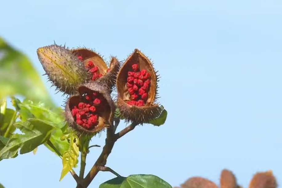 Baixo lucro em safra de urucum preocupa produtores da Nova Alta Paulista