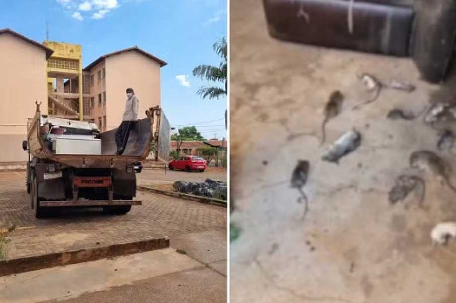 Apartamento onde idosa vivia antes de mudar para asilo tinha 15 ratos e lixo acumulado em Rio Preto