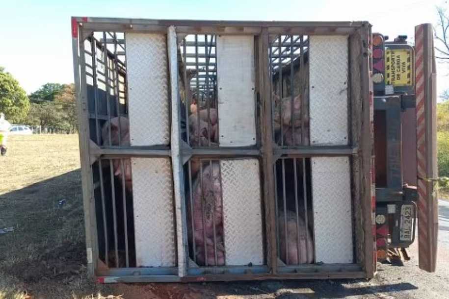 Caminhão carregado com 200 porcos tomba em alça de acesso a rodovia no interior de SP