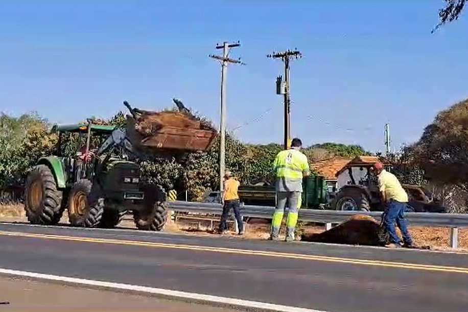 Caminhão atropela e mata oito cavalos em rodovia da região de Prudente