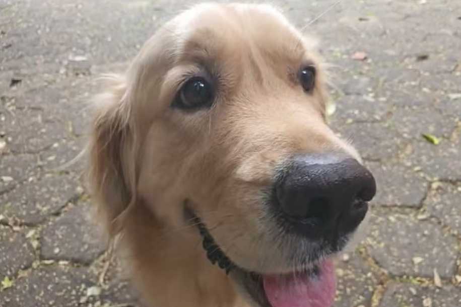 Prefeito de Rio Preto sanciona lei que autoriza enterro de animais domésticos em cemitérios da cidade
