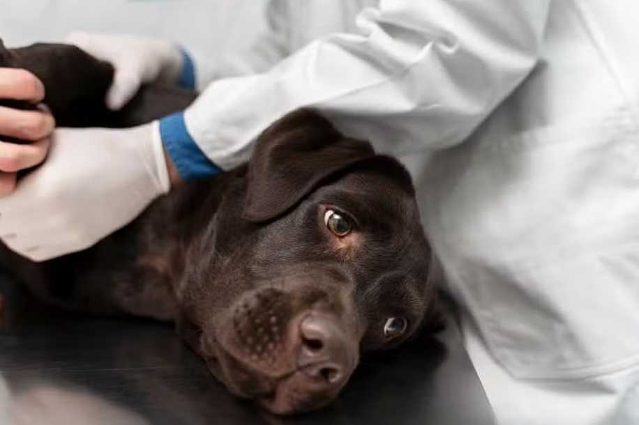 Saúde dos pets: campanha Agosto Verde-Claro alerta para a conscientização e prevenção da leishmaniose