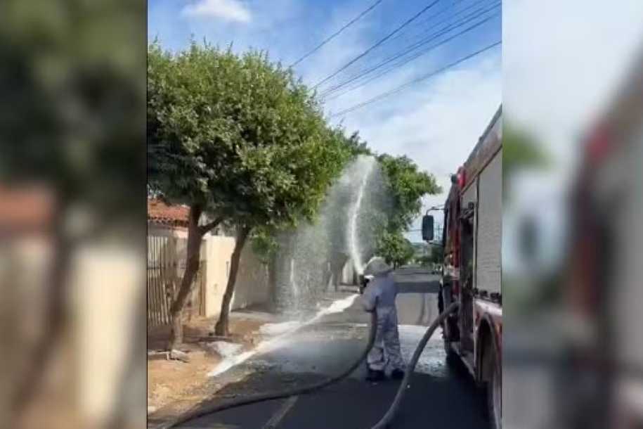 Abelhas atacam pedestres e cachorro em Rio Preto