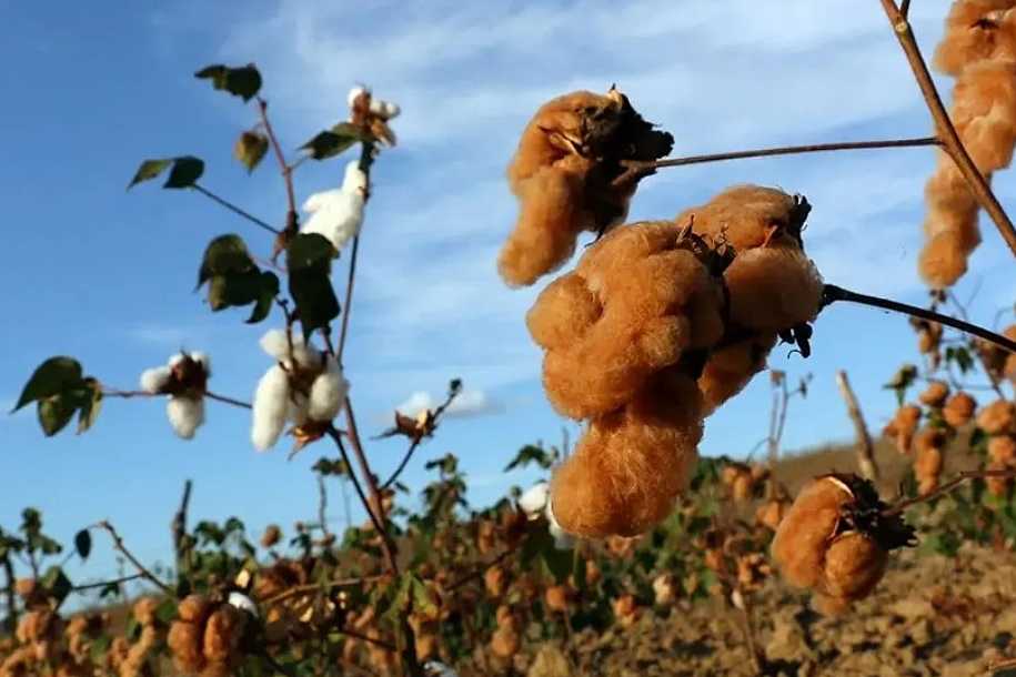 Algodão colorido produzido no interior de SP é matéria-prima para moda mundial