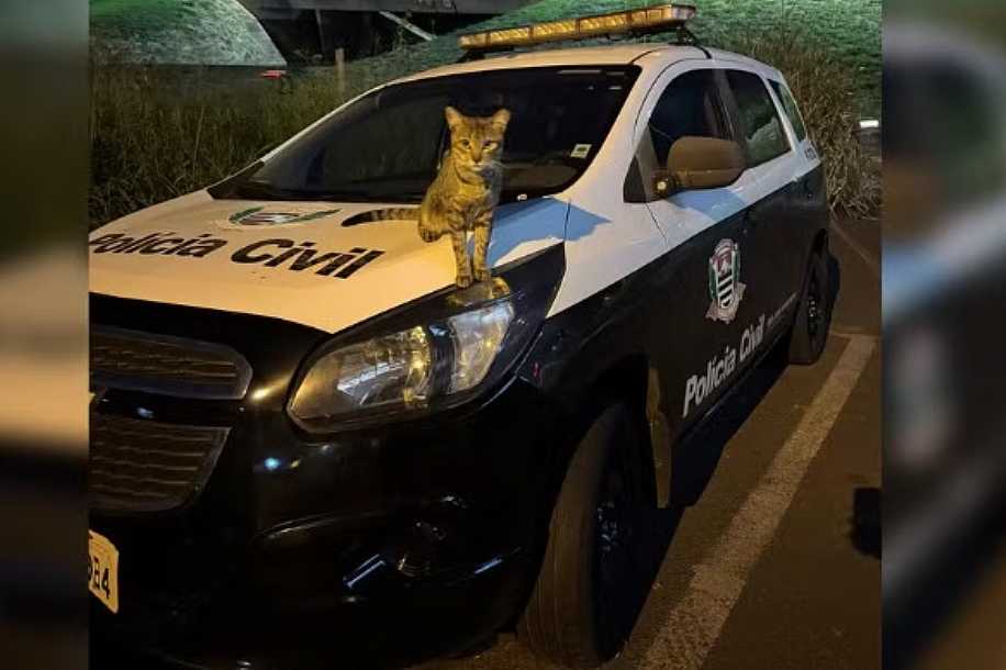 Gato ´adota´ policiais, vira mascote de delegacia e recebe nome de Flagrante: ´Acalma as vítimas´, diz investigadora