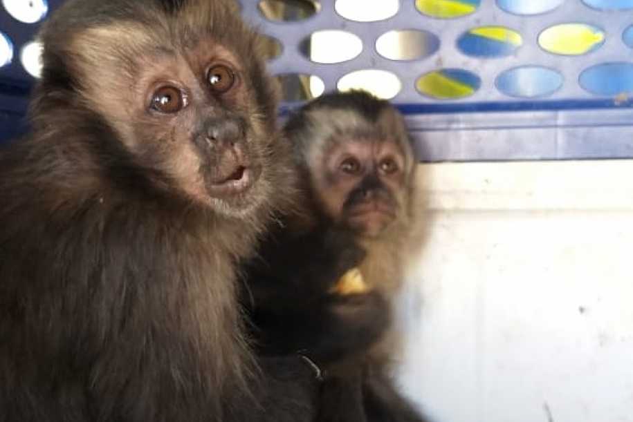 Mulher é flagrada transportando macacos-prego dentro de porta-luvas do carro