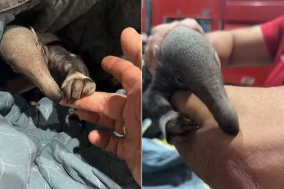 Novos centros de reabilitação de animais silvestres devem entrar em funcionamento até 2028 no interior de SP