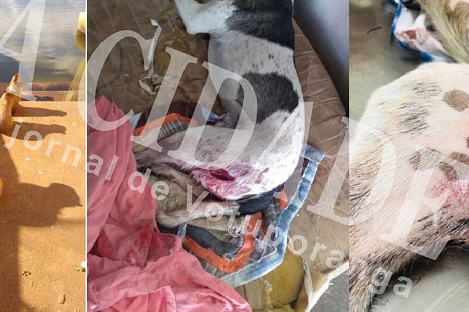 Cachorro fica gravemente ferido após ser atacado por capivaras