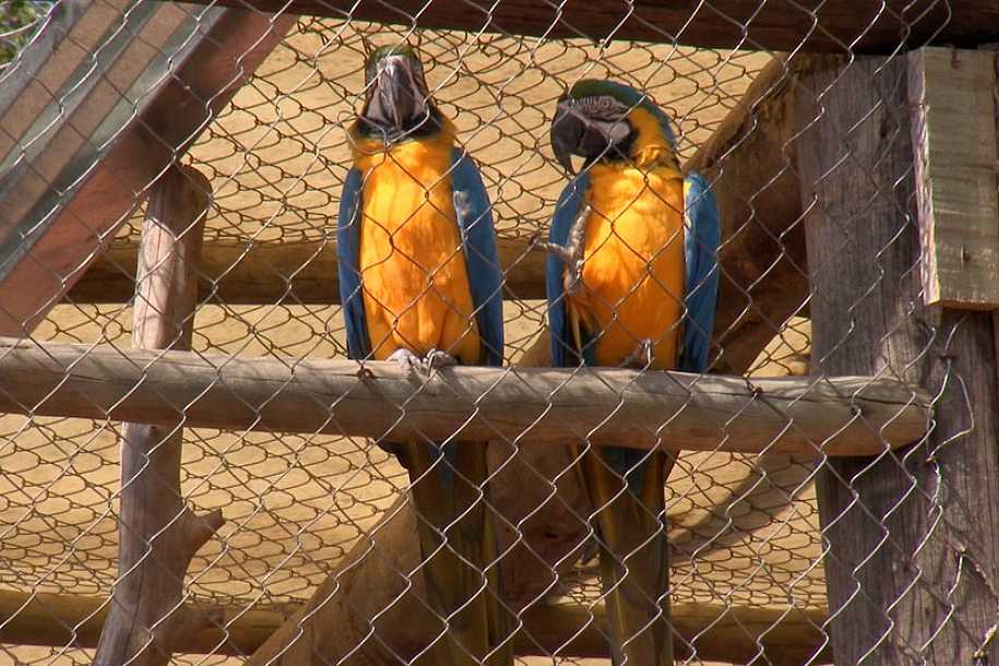 Casal transforma área em refúgio para animais silvestres em Lins