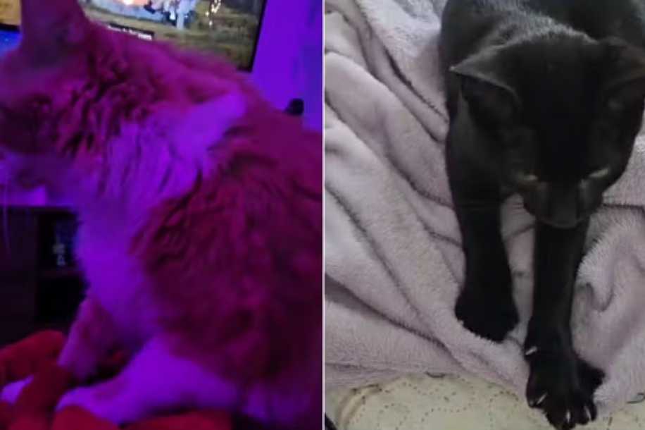 Por que gatos ´amassam pãozinho´? Hábito tem relação com estímulo ao leite materno; entenda