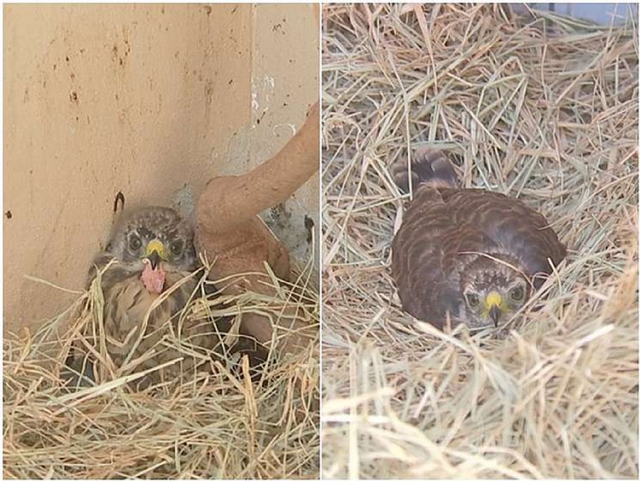 Filhotes do gavião que ´perseguia´ moradora são devolvidos à natureza após tratamento no Zoo
