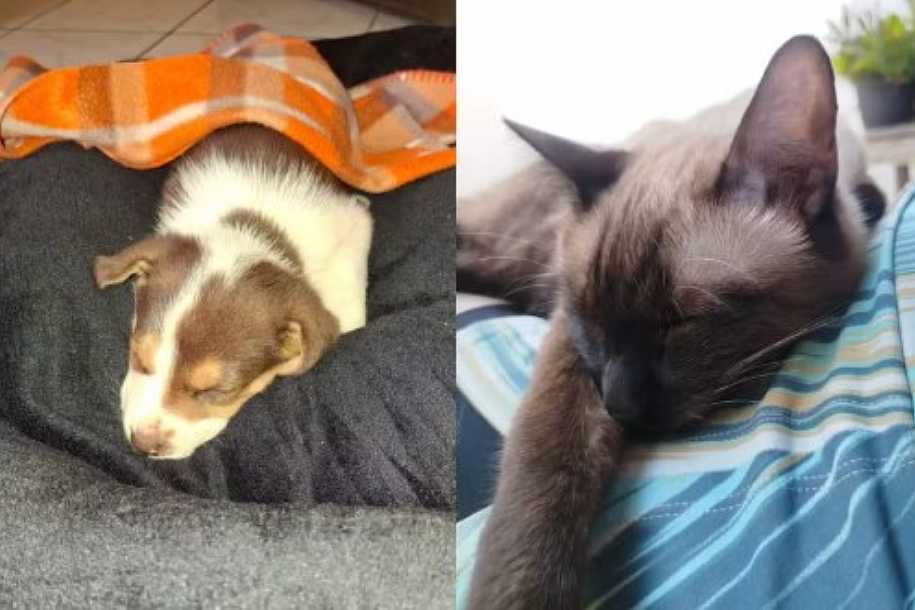 Cães e gatos sonham? Ciência explica o que acontece no cérebro dos pets durante o sono