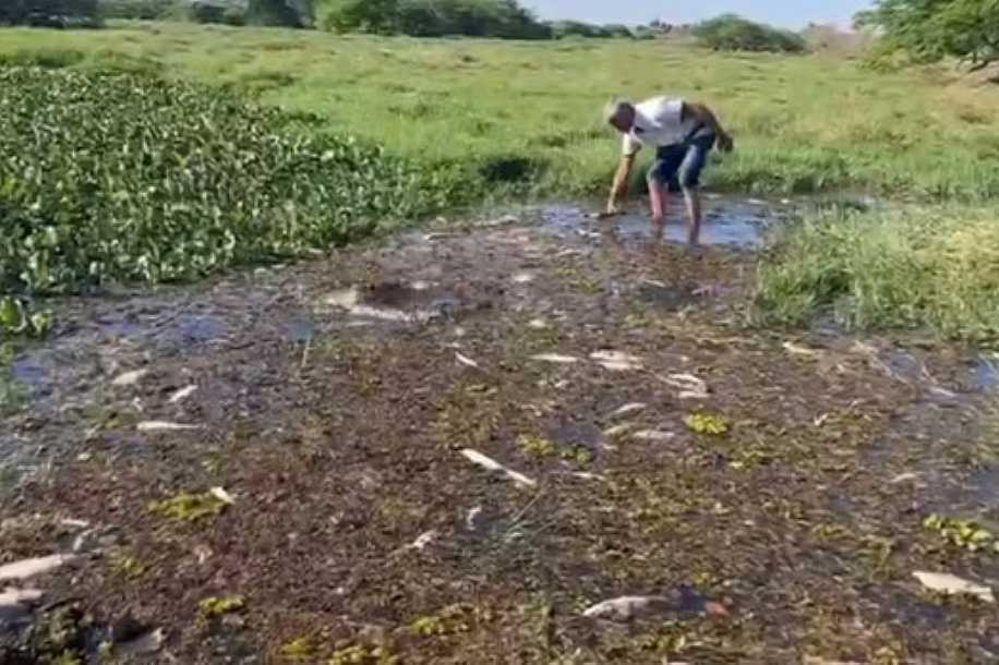 Peixes são encontrados mortos em ribeirão que desagua no Rio Tietê no interior de SP