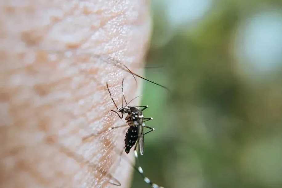 Em estado de emergência, Jales se aproxima de 500 casos positivos de dengue em 2025