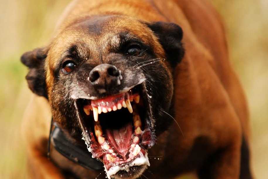 Ataques de pitbulls deixam dois idosos feridos e um deles sofre amputação em Santa Fé do Sul