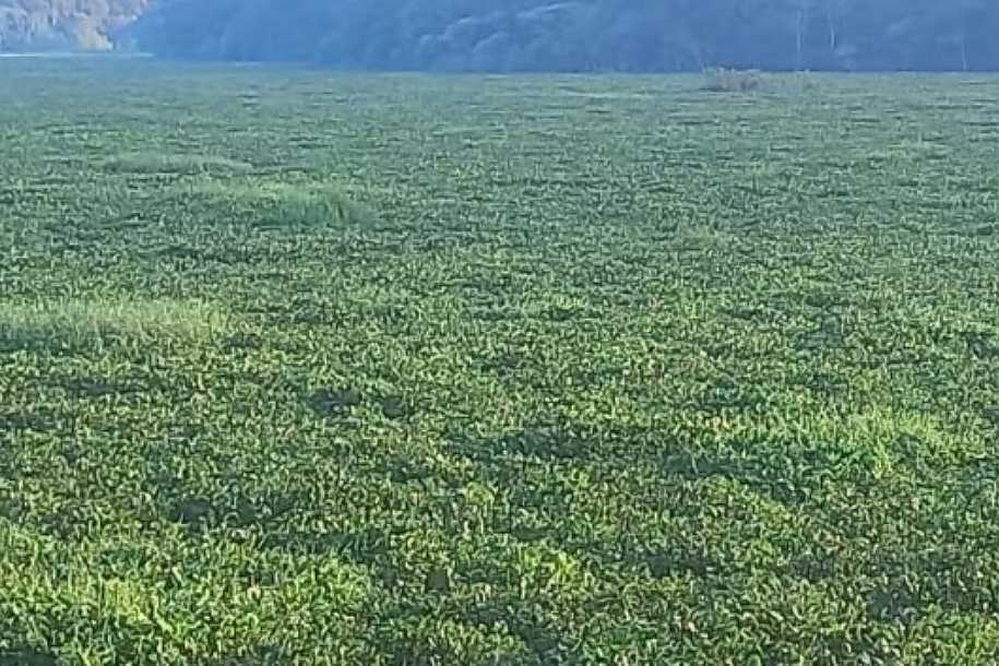 Rio Tietê e reservatórios do interior paulista passam a ser monitorados por satélite e IA