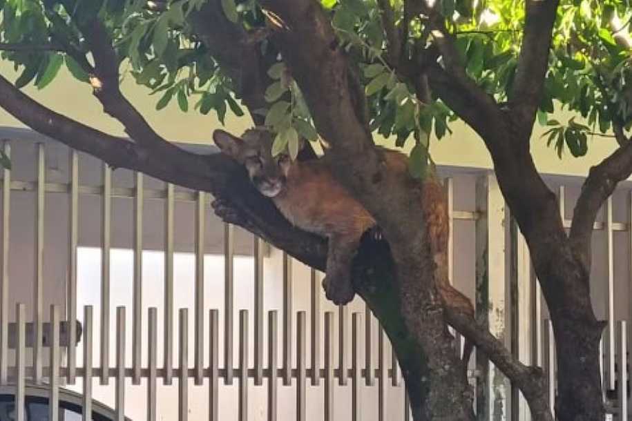 Onça-parda encontrada ´descansando´ em cima de árvore é batizada como ´Suzane´ em hospital veterinário