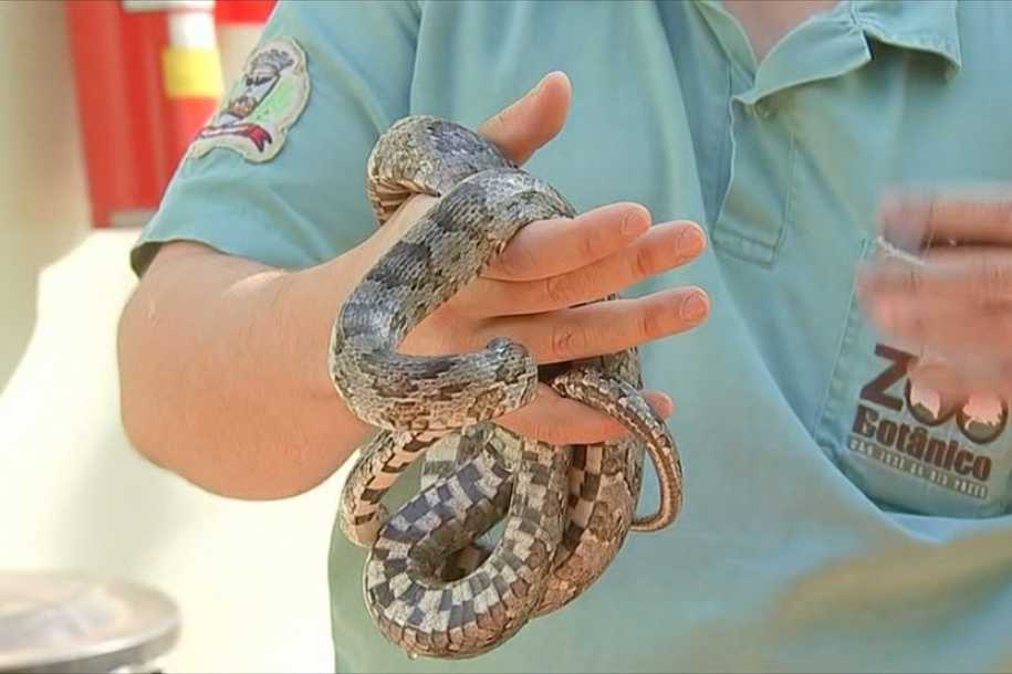 Homem flagrado com mais de 40 cobras de espécie proibida no Brasil vendia animais por R$ 300, segundo polícia