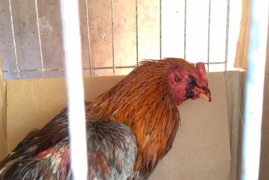 Polícia flagra rinha de galos, prende organizador e aplica multa de R$ 126 mil