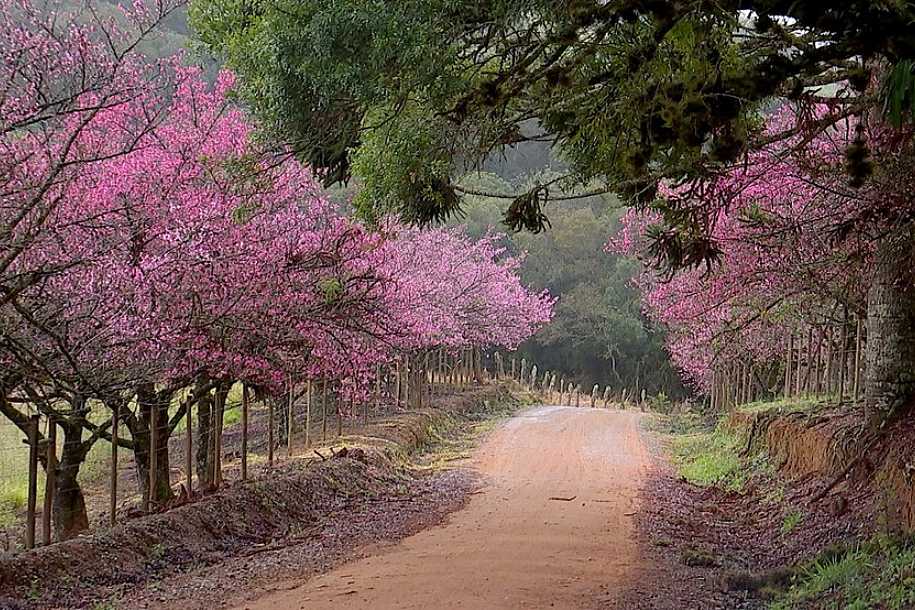 Florada de cerejeiras dá espetáculo no interior de SP