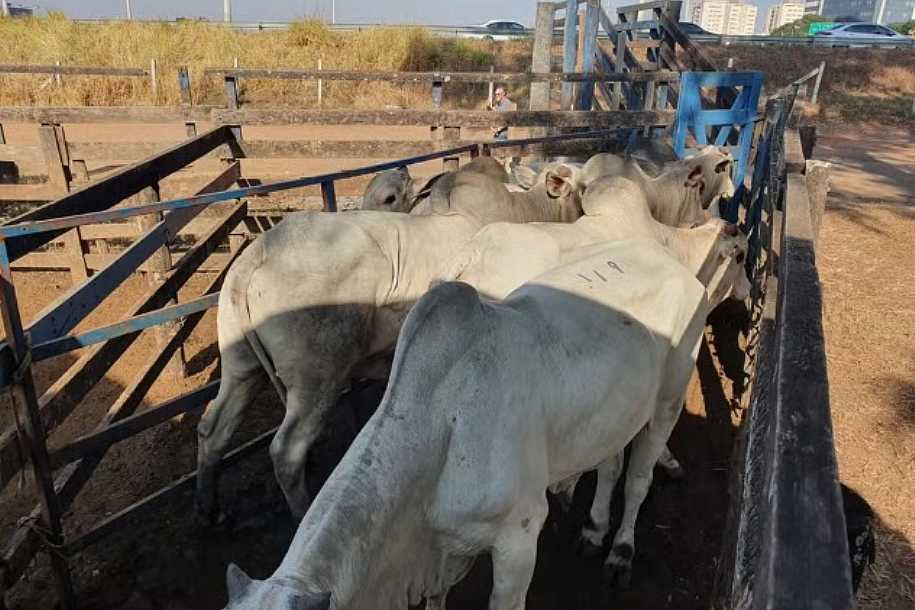 Deic recupera gado nelore roubado de fazenda em Minas Gerais que estava à venda em leilão em Rio Preto